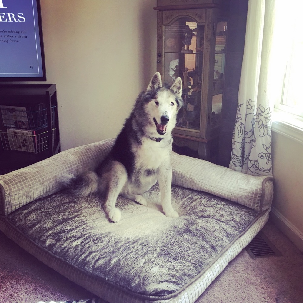 🤎 souldog - RIP my shad 🤎