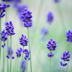 Meet your Posher, Sue