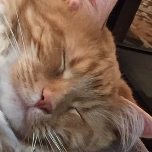 Meet your Posher, Sharley