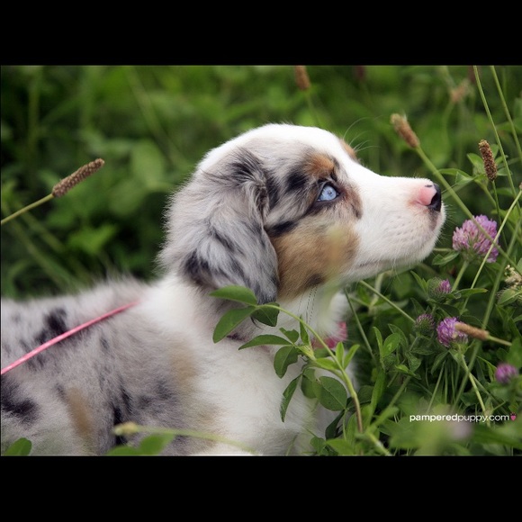 Meet your Posher, Julia - Picture 1 of 1