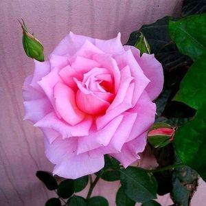 Meet your Posher, Josephine