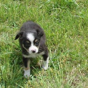 Meet your Posher, Douglas