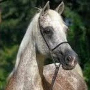 Meet your Posher, Zoe