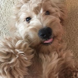 Meet your Posher, Kevin