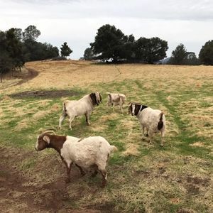 Meet your Posher, Wyatt