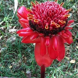 Meet your Posher, Lindsay