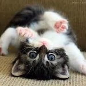 Meet your Posher, Becky