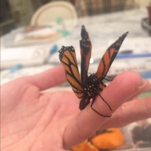 Meet your Posher, Michelle