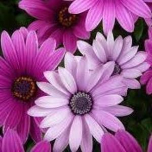 Meet your Posher, Keema