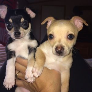 Meet your Posher, Vicky