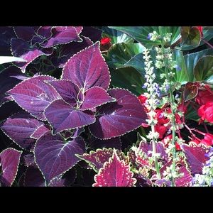 Meet your Posher, Joan