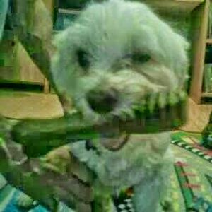 Meet your Posher, Jasmine