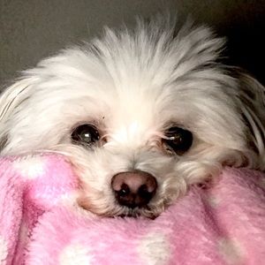 Meet your Posher, Candsce