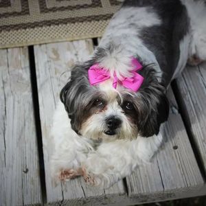 Meet your Posher, Ernie-phyllis