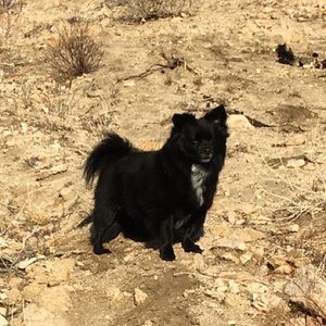 Meet your Posher, Peyton