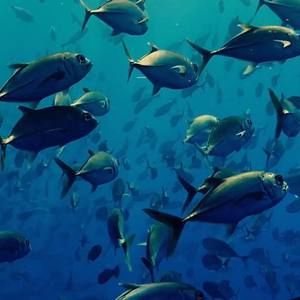 Meet your Posher, Dylan