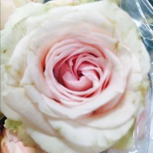 Meet your Posher, Preslie