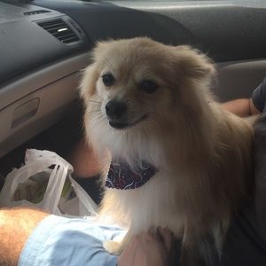 Meet your Posher, Thomas