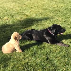 Meet your Posher, Molly