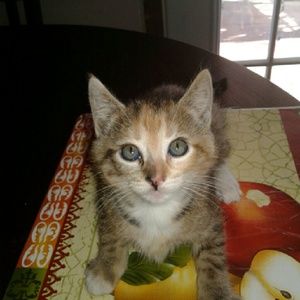 Meet your Posher, Dominga