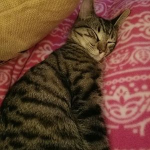 Meet your Posher, Susan