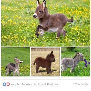 Meet your Posher, Carrie