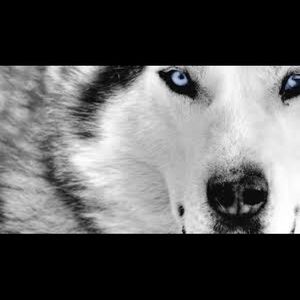 Meet your Posher, Mackenzie