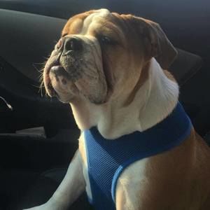 Meet your Posher, Alicia