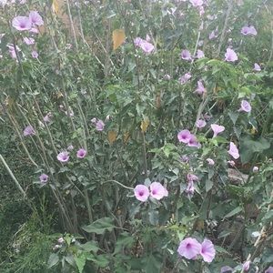 Meet your Posher, Marie