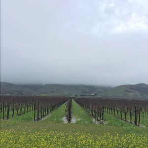 Meet your Posher, Llelin