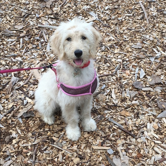 Meet your Posher, Grace - Picture 1 of 1