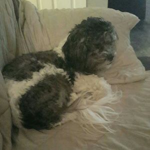 Meet your Posher, Amber