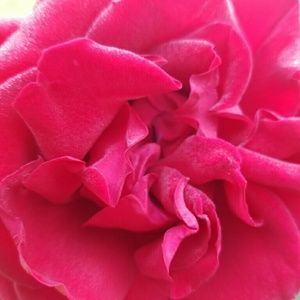 Meet your Posher, Kelcey