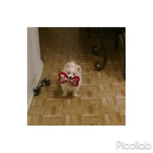 Meet your Posher, Iris