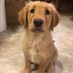 Meet your Posher, Mara