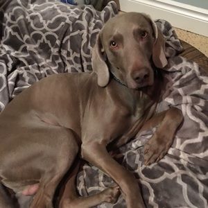 Meet your Posher, Krista