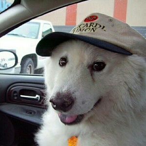 Meet your Posher, Alex