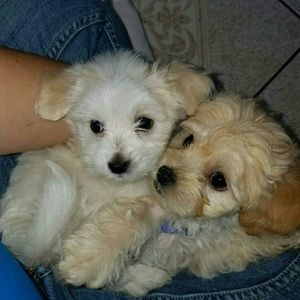 Meet your Posher, Iliana