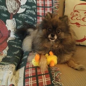 Meet your Posher, Holly