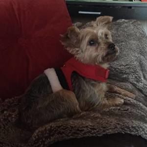 Meet your Posher, Robin