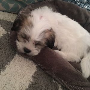 Meet your Posher, Raphael