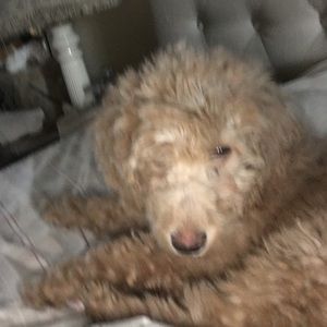 Meet your Posher, Cheryl