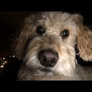 Meet your Posher, Rhonda