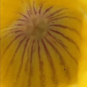 Meet your Posher, Fatma mutlu