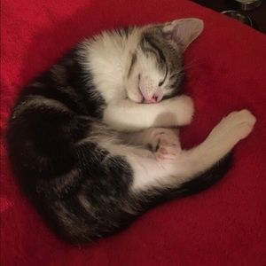 Meet your Posher, Martha