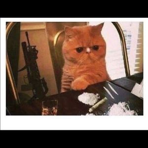 Meet your Posher, Grace