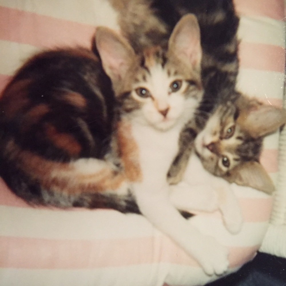 Meet your Posher, Elizabeth