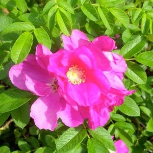 Meet your Posher, Phyllis