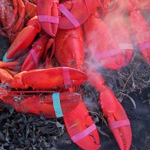 Meet your Posher, Jodi