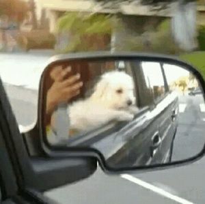 Meet your Posher, Darline